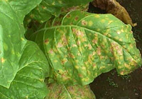Blue mold growing on tobacco in the fields.